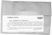 Acrospermum compressum image